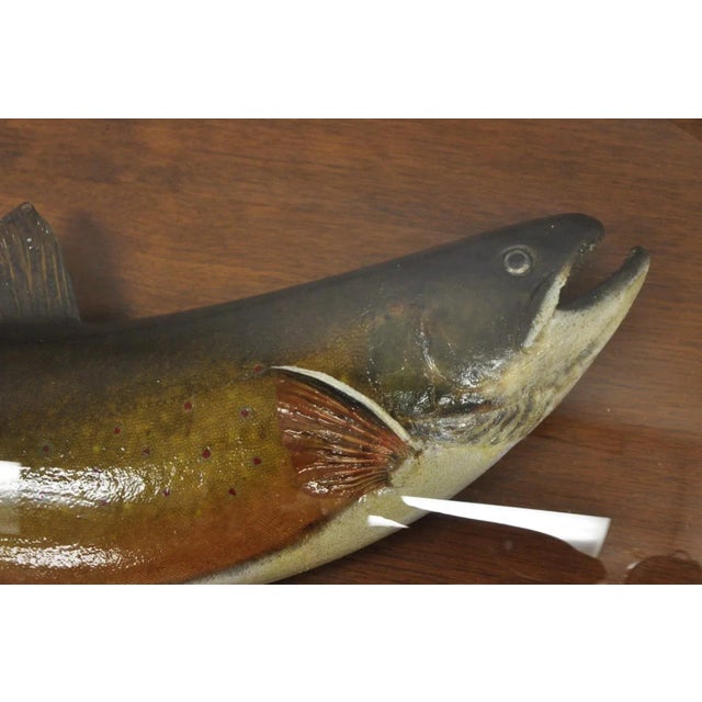 Early 20th Century Antique Victorian Taxidermy Spotted Trout Framed in Large Convex Bubble Glass For Sale - Image 5 of 12