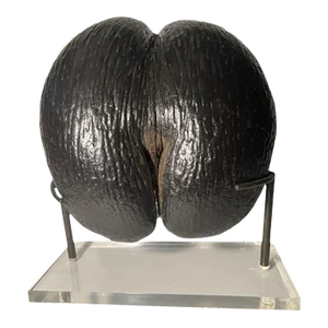 Early 20th Century Coco De Mer on Custom Stand