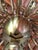 Brass 16-Light Chandelier with Colored Metal Lamp Holder, 1950s For Sale - Image 15 of 18