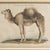 Traditional Set of Four Antique Georgian Hand Coloured Animal Engravings, Early 19th Century For Sale - Image 3 of 12