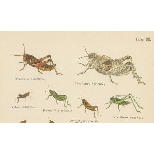 Monumental Orthoptera of Central Europe, 1908, Lithograph, Set of 3 For Sale - Image 4 of 11