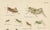 Monumental Orthoptera of Central Europe, 1908, Lithograph, Set of 3 For Sale - Image 4 of 11