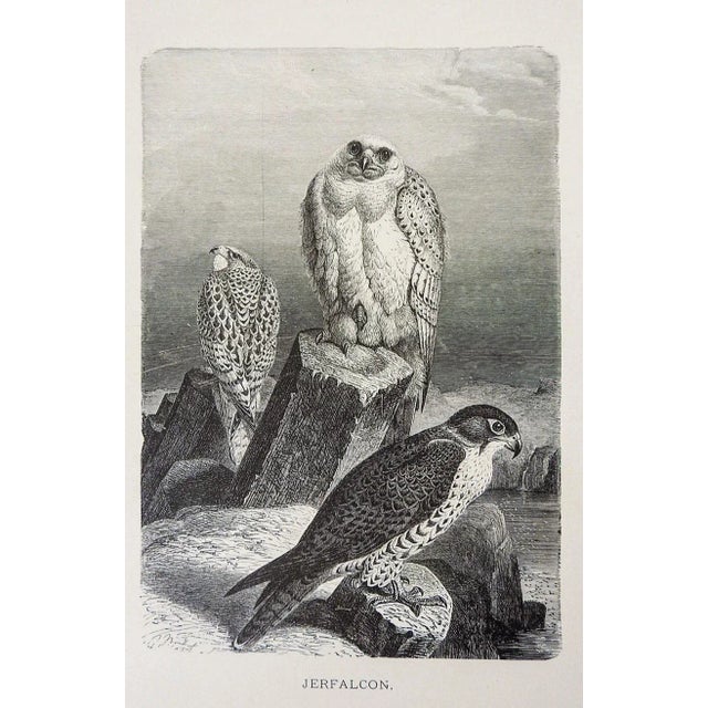 English Antique Raptor Engravings - a Pair For Sale - Image 3 of 4