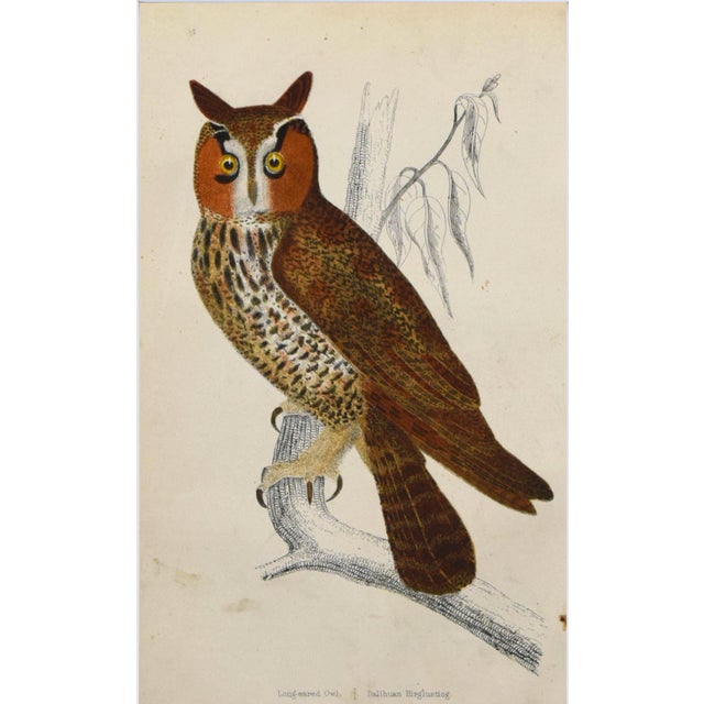 19th Century English Hand Colored Owl Bird Engraving by Goldsmith For Sale - Image 4 of 5