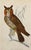 19th Century English Hand Colored Owl Bird Engraving by Goldsmith For Sale - Image 4 of 5
