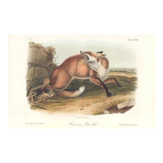 1851 Audubon Quadruped Octavo Lithograph "Plate 87 American Red Fox" For Sale