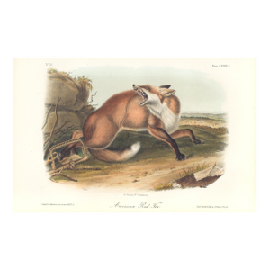 1851 Audubon Quadruped Octavo Lithograph "Plate 87 American Red Fox"
