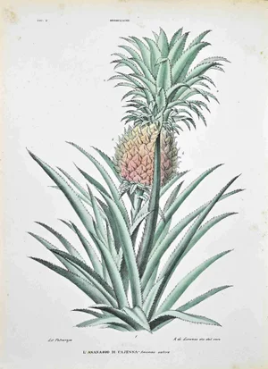 Vincenzo Tenore, The Bromeliads, Lithograph, 1870s