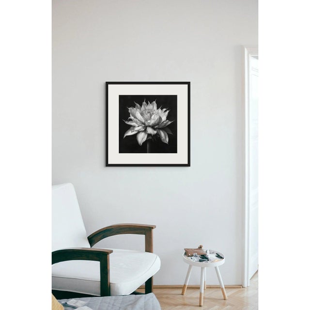 2020s 20" X 20" - 'Queen of the Night Flower' - Black and White Photography Print For Sale - Image 5 of 5