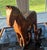 Folk Art Early 20th Century American Folk Art for Horse Lovers For Sale - Image 3 of 6