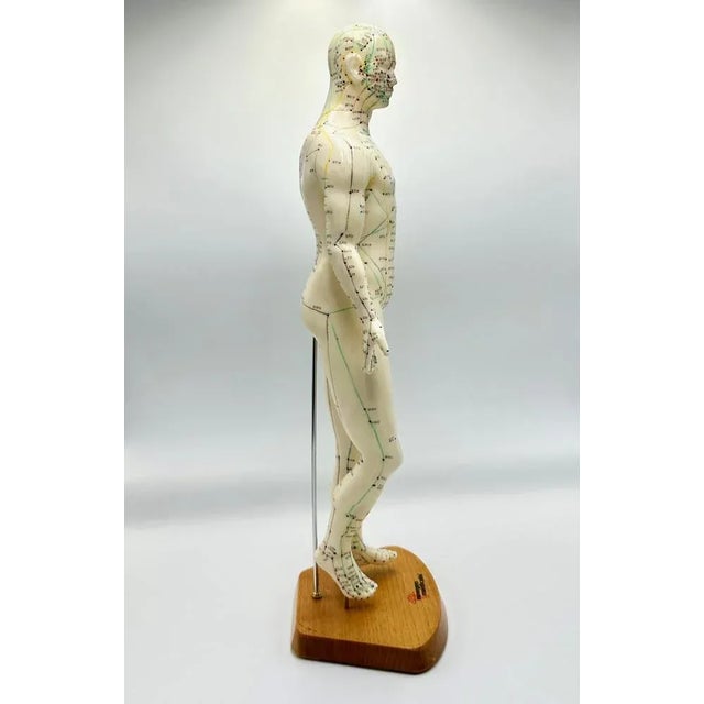 Wood Vintage Vinyl Meridian Model from Newgen Medicals, 1970 For Sale - Image 7 of 10