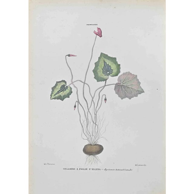 Vincenzo Tenore, Castor,Oil Plant, Lithograph, 1870s For Sale
