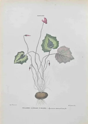 Vincenzo Tenore, Castor,Oil Plant, Lithograph, 1870s