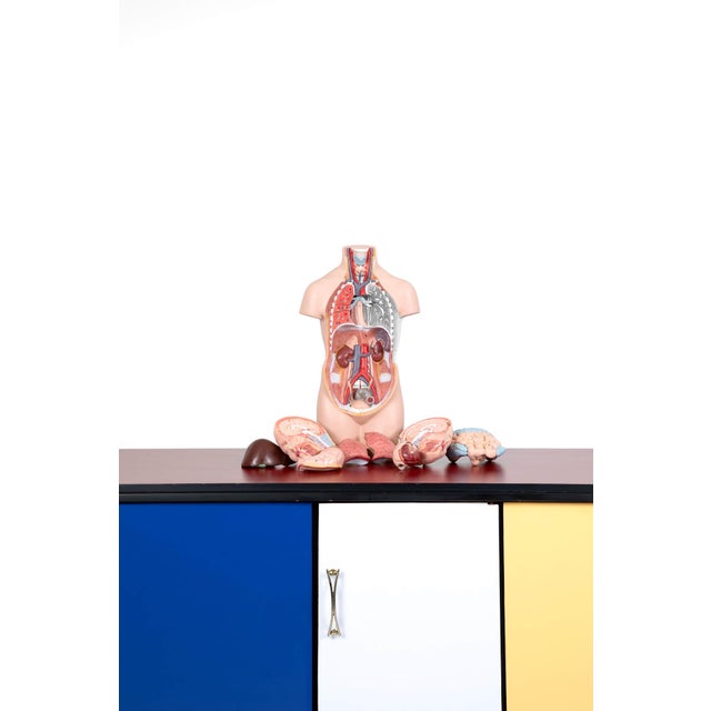 Vintage Anatomical Model, Germany, 1950s For Sale - Image 4 of 9