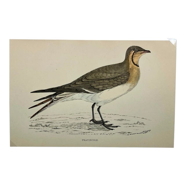 Antique Bird Print From England Showcasing a Pratincole - Circa 1888 For Sale