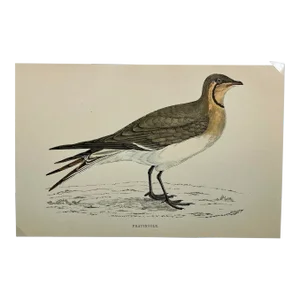 Antique Bird Print From England Showcasing a Pratincole - Circa 1888