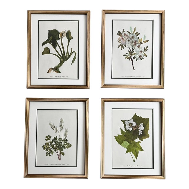 Framed Vintage Botanical Set of 4 - Authentic Mid-20th Century Prints For Sale