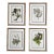 Framed Vintage Botanical Set of 4 - Authentic Mid-20th Century Prints For Sale