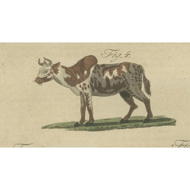 Paper Antique Indian Cattle, Buffalo & Musk Ox Engraving from Bertuch, 1796 For Sale - Image 7 of 10
