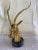 Vintage Hollywood Regency Dolbi Cashier Style Brass Gazelle Bust For Sale - Image 9 of 9