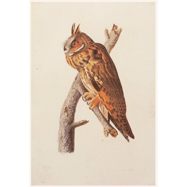 Printmaking Materials Long-Eared Owl After John J. Audubon, 1966 Cottage Print For Sale - Image 7 of 10