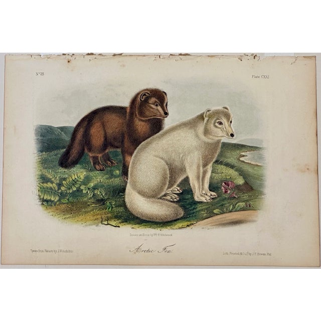 John James Audubon Artic Fox Original by John James Audubon, 1842 For Sale - Image 4 of 4