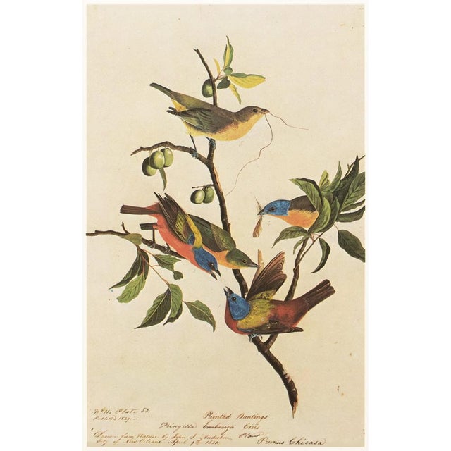 1960s 1966 Painted Finch After John J. Audubon, Cottage Print For Sale - Image 5 of 7