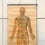 Anatomical Chart from the German Hygiene Museum, Dresden, Germany, 1950s For Sale - Image 4 of 17