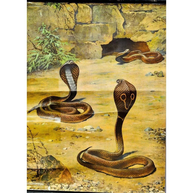 Scenery with Cobras Snake Poster Print Pull-Down Wall Chart For Sale - Image 3 of 5