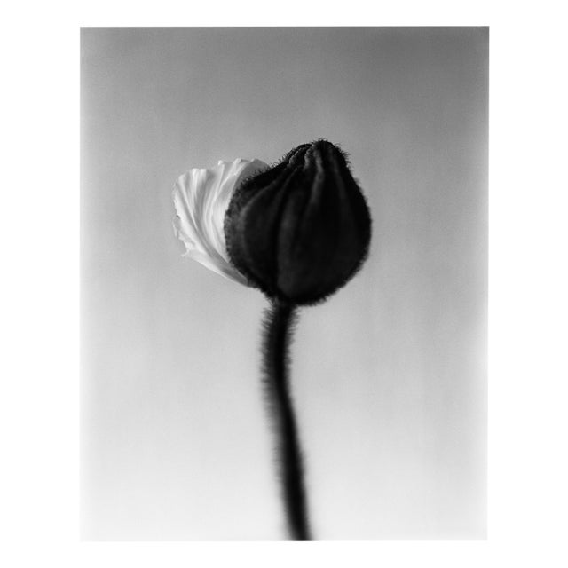 Poppy Bud - Black and White Floral Photography, Limited Edition of 20 2024 For Sale