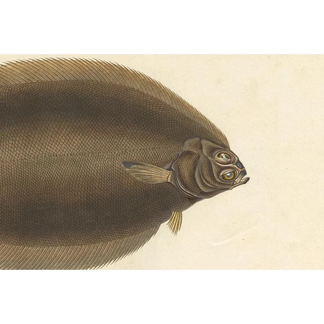Mid 19th Century Blanchard, Icelandic Flounder, Hand-Colored Lithograph, 1845 For Sale - Image 5 of 10