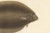 Mid 19th Century Blanchard, Icelandic Flounder, Hand-Colored Lithograph, 1845 For Sale - Image 5 of 10