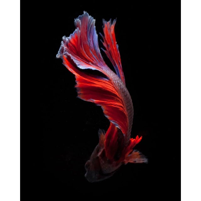 Modern Beta 87 Photograph For Sale