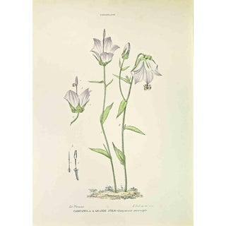 Vincenzo Tenore, Large-Stemmed Bellflower, Lithograph, 1870s For Sale