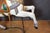 German Artist, Carving Carousel Horse, 1900, Wood For Sale - Image 14 of 17