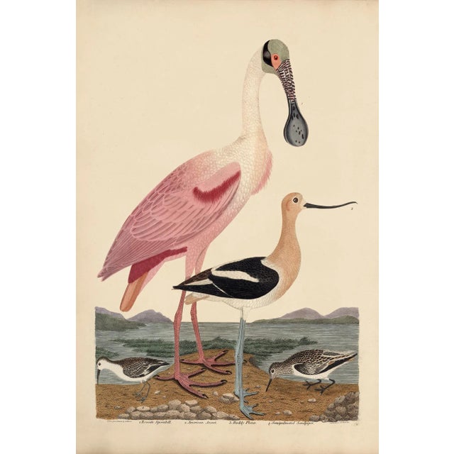 Early American Poster, Spoonbill and Shore Birds 24x36 Inches For Sale