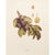 1900s U. P. Hedrick, Original Antique Photogravure of Ickworth Plums For Sale