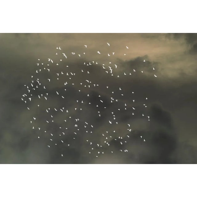 Mint Images, Starlings Flying Across Overcast Sky, Photographic Paper, in Flawless conditions. Designed from 2000 This...
