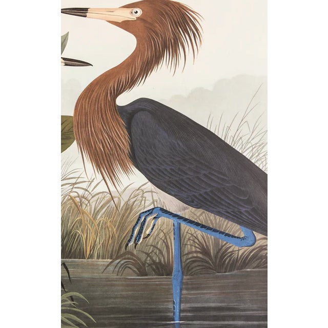 John James Audubon 1980s The Abbeville Press Edition of the Reddish Egret or Purple Heron (Plate 256) From the Birds of America by John James Audubon For Sale - Image 4 of 5