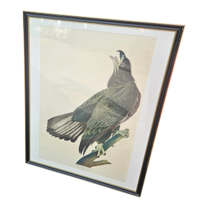 Striking Vintage J J Audubon Print of the White Headed Eagle
