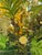 Sculptural Magnolia + Forsythia Silk Botanical Arrangement For Sale - Image 11 of 12