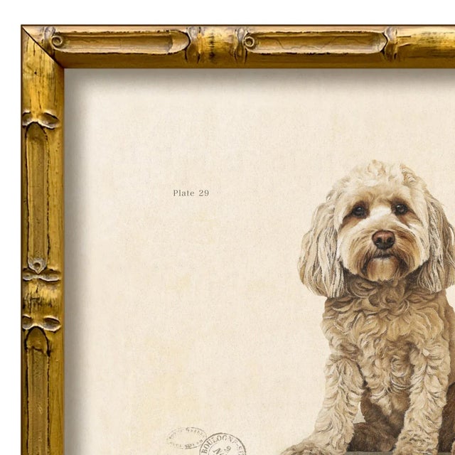 Various Artists Reproduction Art Print of Vintage "World of Dogs" Illustration (Cockapoo), Framed For Sale - Image 4 of 4