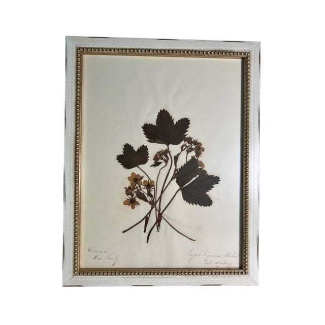 1895 Framed Antique Herbariums, Set of 20 For Sale In Los Angeles - Image 6 of 12