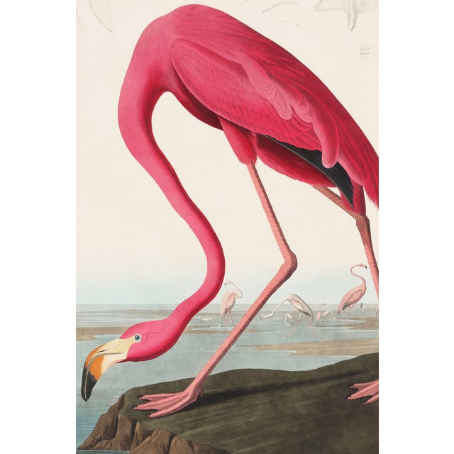 A striking study of the American Flamingo reproduced from John James Audubon's celebrated Birds of America. Featuring...