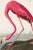 A striking study of the American Flamingo reproduced from John James Audubon's celebrated Birds of America. Featuring...