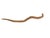 Vintage tribal hand-carved wooden sculpture of a snake from Papua New Guinea, fashioned from light-brown wood with...