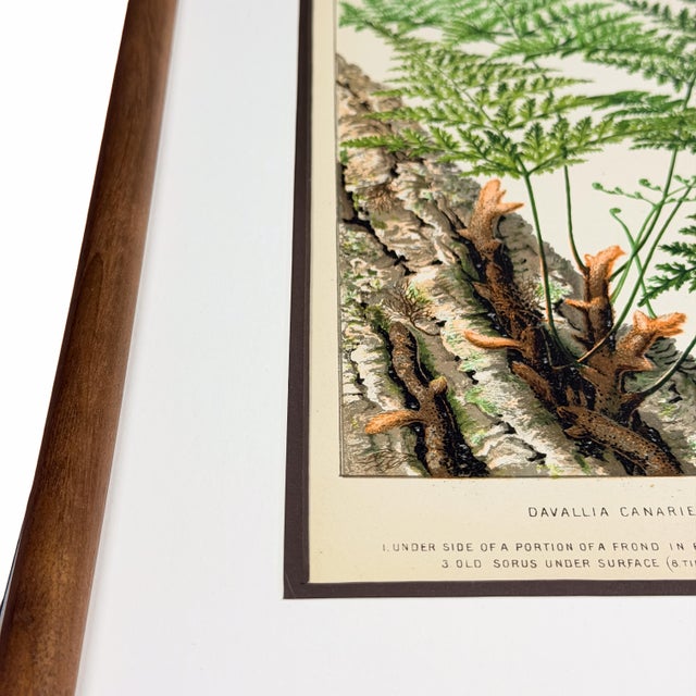 19th-Century European Fern Gallery | Set of 16 Framed Botanical Prints For Sale In Columbus - Image 6 of 12