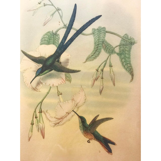 After W. Hart & HC Richter, Thalurania Refulgens and Hylonympha Macrocerca, 1800s, Hand-Colored Lithographs, Set of 2 For Sale - Image 17 of 18