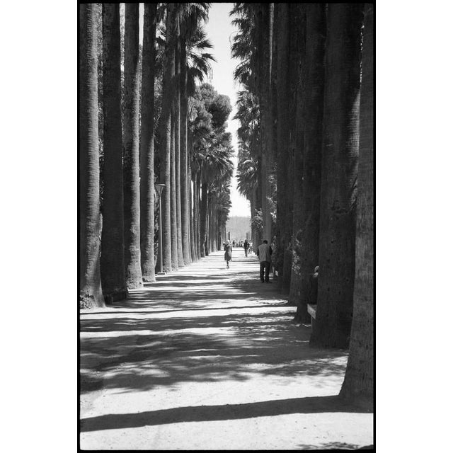 Contemporary Paul Cooklin, Treeline, Silver Gelatin Photograph For Sale - Image 3 of 3