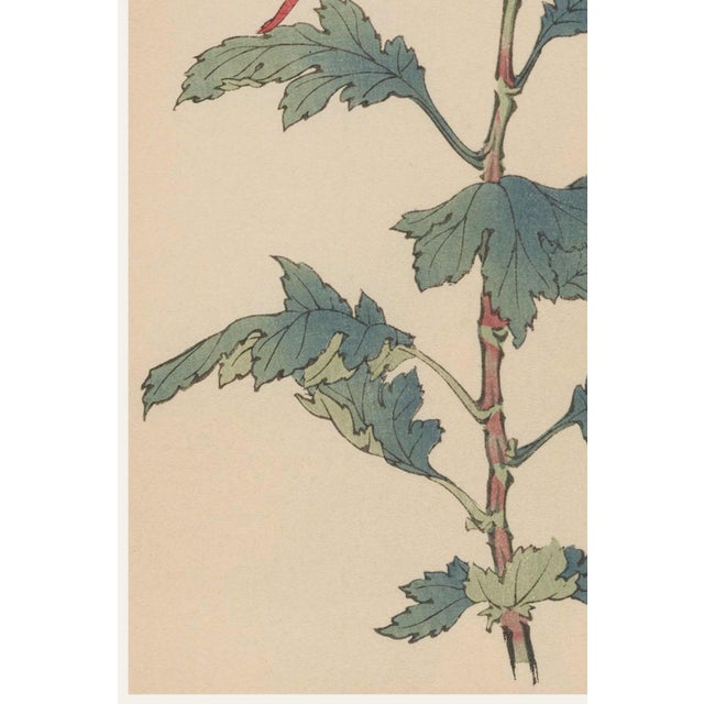 Japanese Spider Mum by Hasegawa, Vintage Botanical Art Print, 24" X 36" For Sale - Image 4 of 10